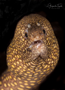 Leopard eel, Acapulco Mexico by Alejandro Topete 